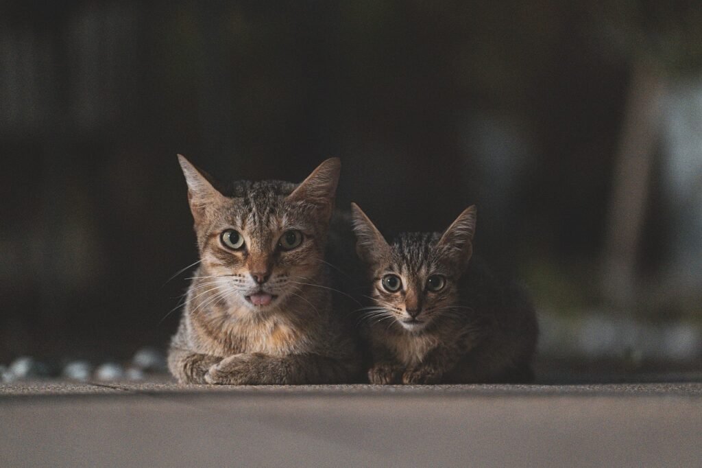 cats, animals, mammal, kitten, feline, domestic, pet, nature, family, baby cat, cute, young, small